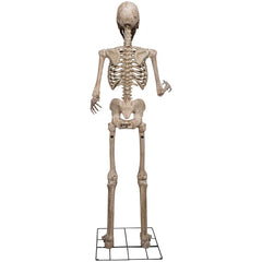 Berkley Jensen 8' Giant Poseable Skeleton with Lighted Eyes and Sound - USA MEGA SHOP