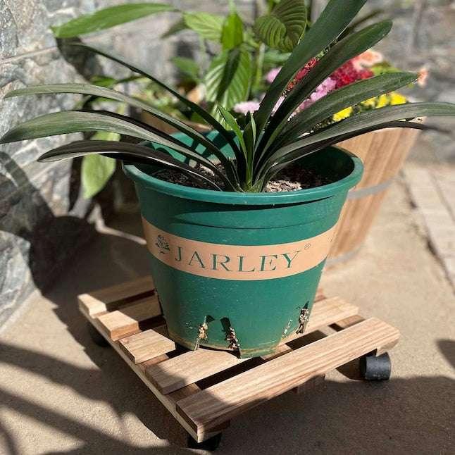 Style Selections 12-in L x 12-in D x 3.2-in H Brown Plant Caddy - USA MEGA SHOP