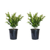 Alder & Oak Wax-Leaf Privet, 2-pack - USA MEGA SHOP