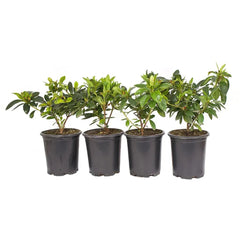 Alder & Oak Azalea #01 Container, 4-pack