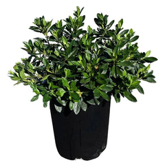 Alder & Oak Azalea Shrub