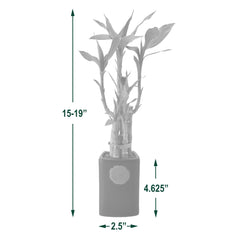 Bamboo Plant Collection - USA MEGA SHOP