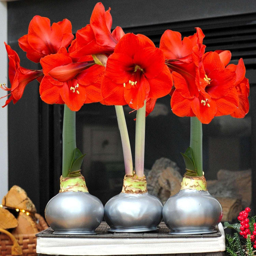 Bloomaker Silver Waxed Amaryllis Trio, No Water Needed - USA MEGA SHOP