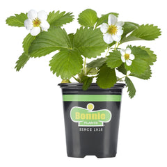 Bonnie Plants Strawberry, Live Plant, 19.3 oz.