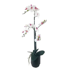 LCG Florals 30" Orchid in Black Ceramic Pot (Select Color)
