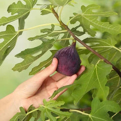 Chicago Hardy Fig, 3 Gallon, 2-pack
