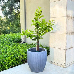 Cocktail Grapefruit Tree Standard