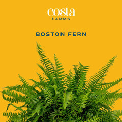 Expert Gardener 22" Tall Boston Fern Live House Plants in 10" Hanging Basket