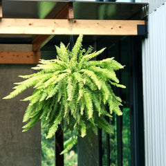 Expert Gardener 22" Tall Boston Fern Live House Plants in 10" Hanging Basket