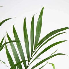 Costa Farms Cat Palm Tree, Houseplant in Nursery Pot, 2-pack - USA MEGA SHOP