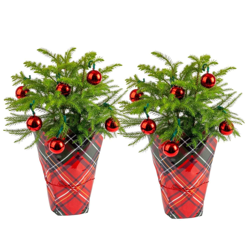 Costa Farms Decorated Norfolk Island Pine Christmas Tree, Houseplant in Decor Cover, 2-pack - USA MEGA SHOP