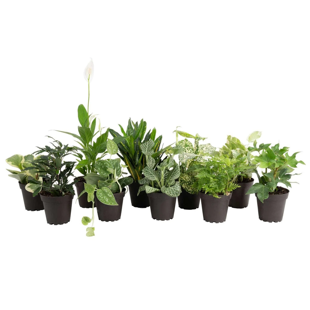 Costa Farms Exotic Angels Assorted Clean Air Houseplant Collection in Nursery Pot, 10-pack - USA MEGA SHOP