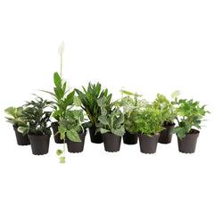 Costa Farms Exotic Angels Assorted Clean Air Houseplant Collection in Nursery Pot, 10-pack - USA MEGA SHOP