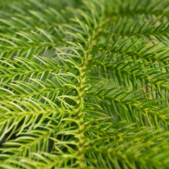 Costa Farms Norfolk Island Pine Decorated Christmas Tree, Houseplant in Decor Planter