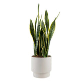 Costa Farms Sansevieria, Snake Plant Houseplant in Decor Planter - USA MEGA SHOP