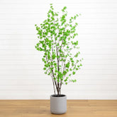 Faux 7’ Enkianthus Tree - USA MEGA SHOP