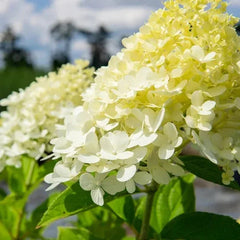 Hydrangea Shrubs 3 Gallon, 2-pack