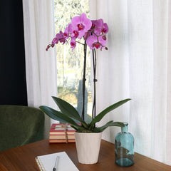 Just Add Ice Live Plant 16-30" Tall Premium Orchid in 5" Decorative Clay Pot