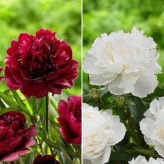 Longfield Gardens Classic Peony Collection, 8 Plants