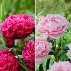 Longfield Gardens Classic Peony Collection, 8 Plants