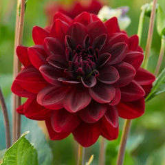 Longfield Gardens Dahlia Collections Assorted Colors, 12-count