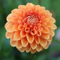 Longfield Gardens Dahlia Collections Assorted Colors, 12-count