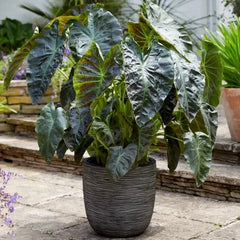 Longfield Gardens Elephant Ear Collections