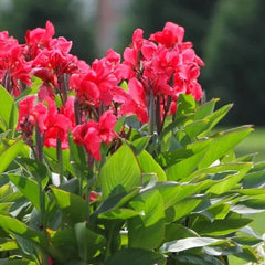 Longfield Gardens Sun Loving Collections