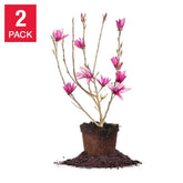 Magnolia Tree 3 Gallon, 2-pack - USA MEGA SHOP
