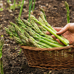 Member's Mark Asparagus Mary Washington, 24pk