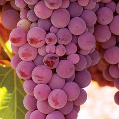 Member's Mark Grape Seedless Candice & Concord, 2pk