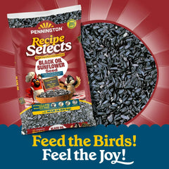 Pennington Recipe Selects Black Oil Sunflower Seed Dry Wild Bird Feed, Bird Food, 1 Pack - USA MEGA SHOP