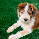 PreGra48ozArtificialPetTurf4-_1 - USA Mega Shop