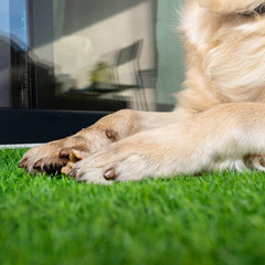 PreGra 50 oz Premium Artificial Turf - USA MEGA SHOP