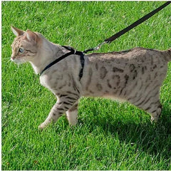 Premier Pet Cat Harness & Leash - Medium