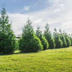 Thuja 1-2 ft, 8-pack