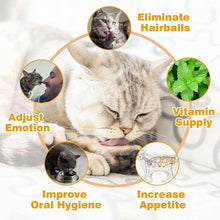 Resting gray and white cat with circular health icons for oral hygiene