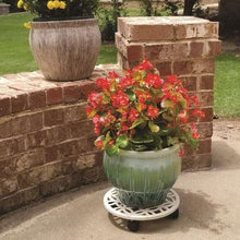 Off-white lattice plant caddy under a green planter with three caster feet