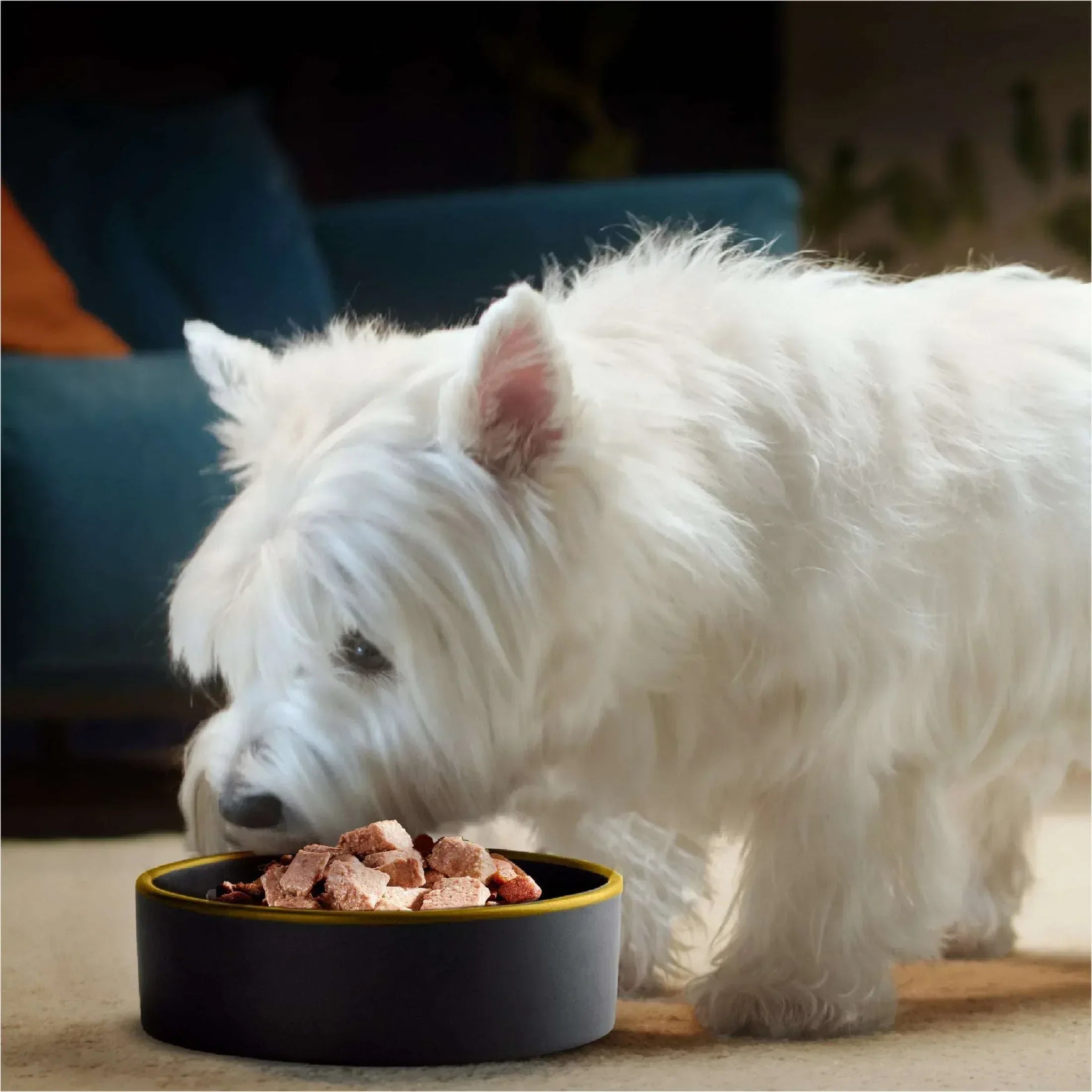 Cesar Classic Loaf In Sauce Wet Dog Food Variety Pack, 3.5 Oz Trays (24 Pack)