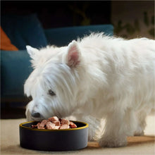 West Highland terrier eating wet dog food from a black bowl