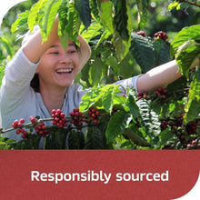Coffee plant with ripe cherries and a person holding a branch, for responsibly sourced coffee