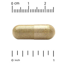 Lemon balm extract veggie capsule with inch and cm measurement scales