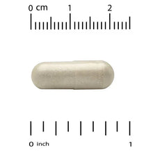 Vegetable capsule, pale tan, shown next to inch and centimeter scale