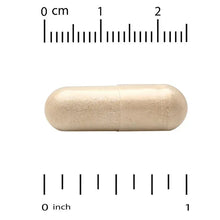 Beige veggie capsule with seam, shown with inch and centimeter ruler scale