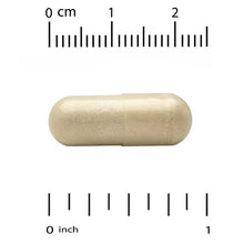 Cream beige veggie capsule with measurement scale, 0 to 1 inch