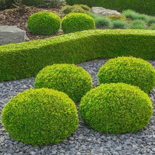 Round green trimmed shrubs in landscaped bed with small stones and edging