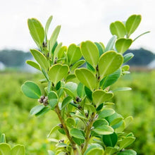 Close-up of green leafy shrub with multiple stems and small buds