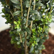 Close-up of green leaves on upright shrub stems with new growth