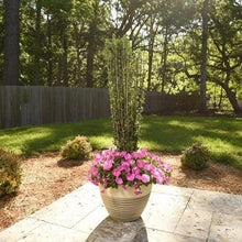 Potted flowering shrub with pink blooms on outdoor patio slab