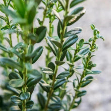 Close-up of green narrow leaves on upright plant stems